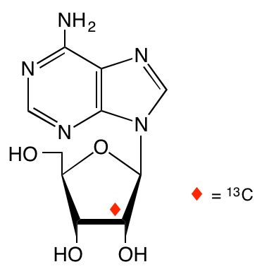 structure of [2'-13C]adenosine