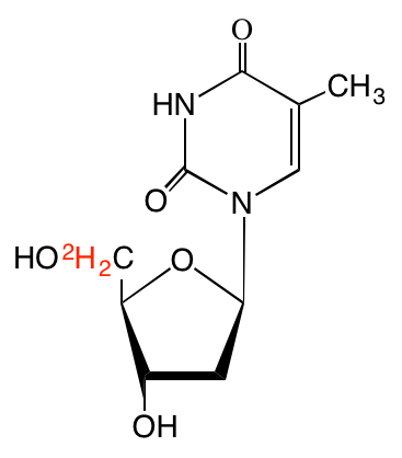 structure of [5',5''-2H2]thymidine