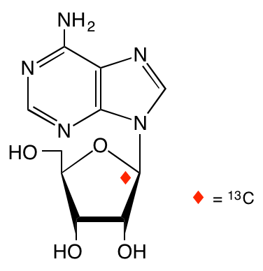 structure of [1'-13C]adenosine