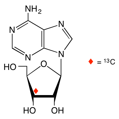 structure of [3'-13C]adenosine