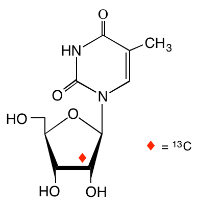 structure of [2'-13C]ribothymidine