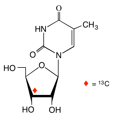 structure of [3'-13C]ribothymidine