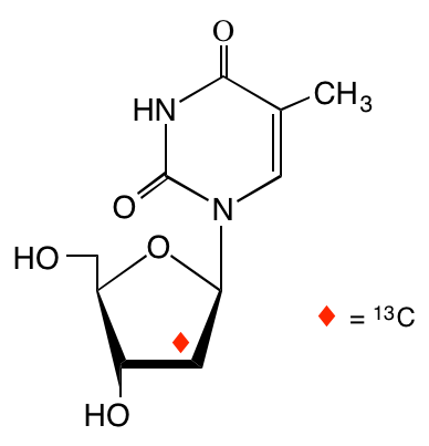 structure of [2'-13C]thymidine